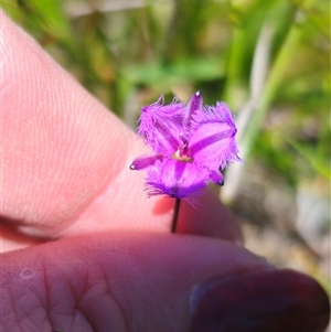 Thysanotus juncifolius at Coolumburra, NSW - 24 Dec 2024