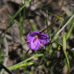 Thysanotus juncifolius at Coolumburra, NSW - 24 Dec 2024