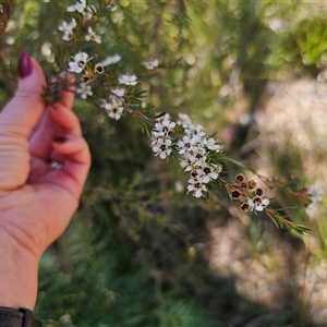 Kunzea ericoides at Oallen, NSW by Csteele4