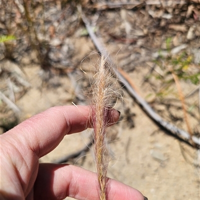 Dichelachne (genus) (Plume Grasses) at Oallen, NSW - 24 Dec 2024 by Csteele4