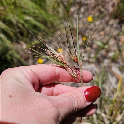 Themeda triandra (Kangaroo Grass) at Oallen, NSW - 24 Dec 2024 by Csteele4