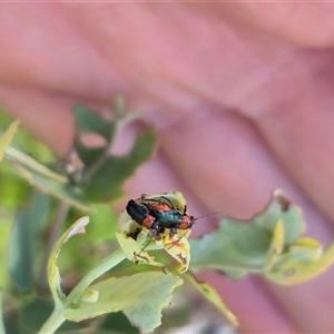 Aporocera (Aporocera) viridipennis (A leaf beetle) at Jingera, NSW by clarehoneydove