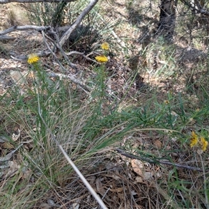 Xerochrysum viscosum at Tralee, NSW - 23 Dec 2024 02:23 PM