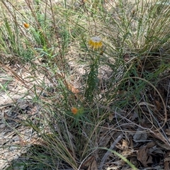 Xerochrysum viscosum (Sticky Everlasting) at Tralee, NSW - 23 Dec 2024 by MattS