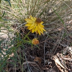 Xerochrysum viscosum at Tralee, NSW - 23 Dec 2024 02:15 PM