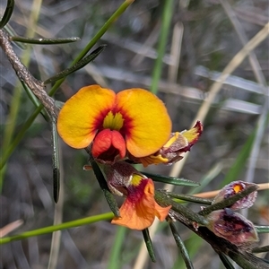 Dillwynia sericea at Chisholm, ACT - 23 Dec 2024