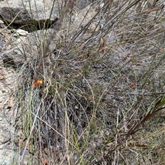 Dillwynia sericea at Chisholm, ACT - 23 Dec 2024