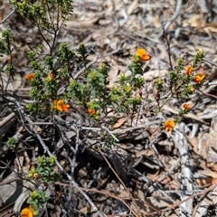 Pultenaea procumbens (Bush Pea) at Tralee, NSW - 23 Dec 2024 by MattS