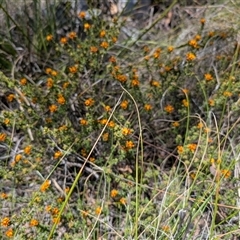 Pultenaea procumbens at Tralee, NSW - 23 Dec 2024