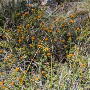 Pultenaea procumbens at Tralee, NSW - 23 Dec 2024