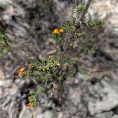 Pultenaea procumbens at Tralee, NSW - 23 Dec 2024 02:16 PM