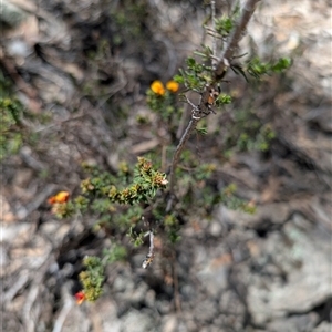 Pultenaea procumbens at Tralee, NSW - 23 Dec 2024