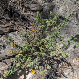 Pultenaea procumbens at Tralee, NSW - 23 Dec 2024