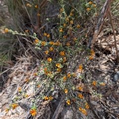 Pultenaea procumbens at Tralee, NSW - 23 Dec 2024 02:16 PM