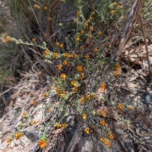 Pultenaea procumbens at Tralee, NSW - 23 Dec 2024