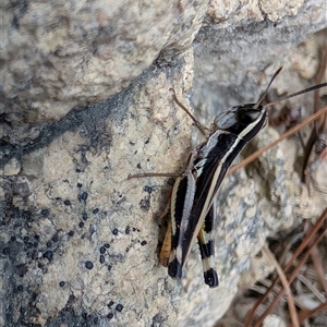 Macrotona australis (Common Macrotona Grasshopper) at Chisholm, ACT by MattS