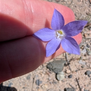 Wahlenbergia sp. (Bluebell) at Tralee, NSW by MattS