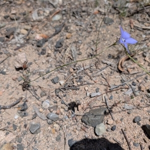 Wahlenbergia sp. at Tralee, NSW - 23 Dec 2024 02:19 PM