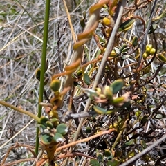 Cassytha pubescens (Devil's Twine) at Tralee, NSW - 23 Dec 2024 by MattS