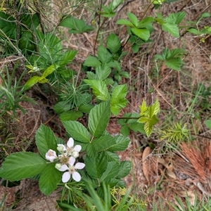 Rubus anglocandicans at Chisholm, ACT - 23 Dec 2024