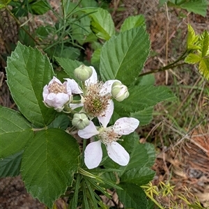 Rubus anglocandicans at Chisholm, ACT - 23 Dec 2024