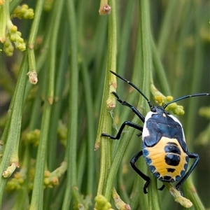 Exocarpos cupressiformis (Cherry Ballart) at Chisholm, ACT by MattS