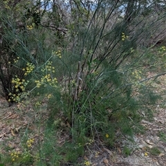 Foeniculum vulgare (Fennel) at Tralee, NSW - 23 Dec 2024 by MattS