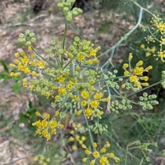 Foeniculum vulgare at Tralee, NSW - 23 Dec 2024