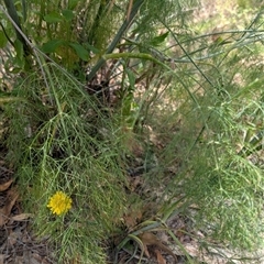 Foeniculum vulgare at Tralee, NSW - 23 Dec 2024