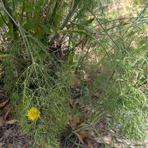 Foeniculum vulgare at Tralee, NSW - 23 Dec 2024