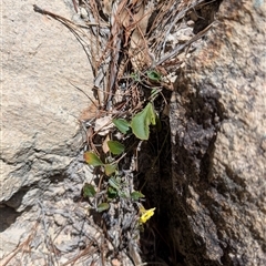 Goodenia hederacea (Ivy Goodenia) at Chisholm, ACT - 23 Dec 2024 by MattS