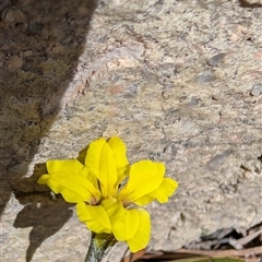 Goodenia hederacea at Chisholm, ACT - 23 Dec 2024 02:02 PM