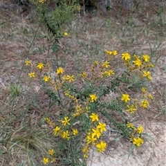 Hypericum perforatum (St John's Wort) at Chisholm, ACT - 23 Dec 2024 by MattS