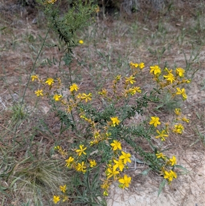 Hypericum perforatum (St John's Wort) at Chisholm, ACT - 23 Dec 2024 by MattS