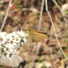 Timoconia flammeata (Bright Shield-skipper) at Harolds Cross, NSW - 20 Dec 2024 by Harrisi