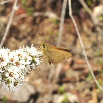 Timoconia flammeata (Bright Shield-skipper) at Harolds Cross, NSW - 20 Dec 2024 by Harrisi