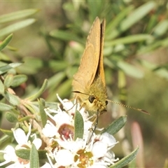 Timoconia flammeata at Harolds Cross, NSW - 21 Dec 2024