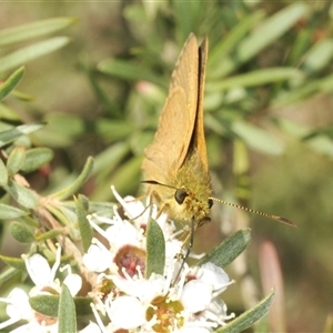 Timoconia flammeata at Harolds Cross, NSW - 21 Dec 2024