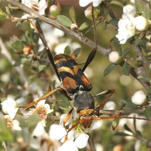 Aridaeus thoracicus (Tiger Longicorn Beetle) at Wyanbene, NSW by Harrisi