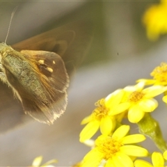 Timoconia flammeata (Bright Shield-skipper) at Wyanbene, NSW - 21 Dec 2024 by Harrisi