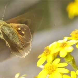 Timoconia flammeata at Wyanbene, NSW - 21 Dec 2024