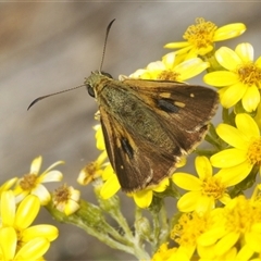 Timoconia flammeata at Wyanbene, NSW - 21 Dec 2024 01:37 PM