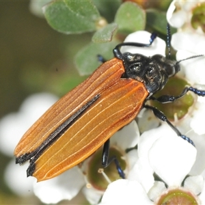 Castiarina nasuta at Wyanbene, NSW - 21 Dec 2024