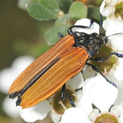 Castiarina nasuta (A jewel beetle) at Wyanbene, NSW - 21 Dec 2024 by Harrisi