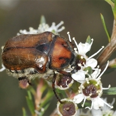 Bisallardiana gymnopleura (Brown flower chafer) at Bendoura, NSW - 21 Dec 2024 by Harrisi