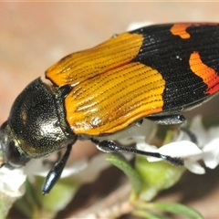 Castiarina brutella at Bendoura, NSW - 21 Dec 2024 by Harrisi