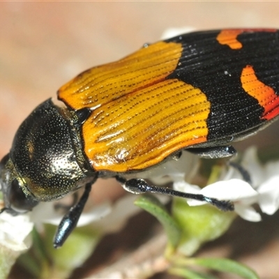 Castiarina brutella at Bendoura, NSW - 21 Dec 2024 by Harrisi