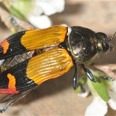 Castiarina brutella at Bendoura, NSW - 21 Dec 2024