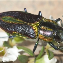 Selagis aurifera (Aurifera jewel beetle) at Bendoura, NSW - 21 Dec 2024 by Harrisi