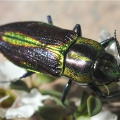 Selagis aurifera at Bendoura, NSW - 21 Dec 2024